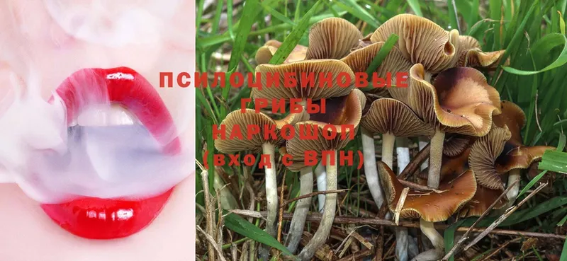 Галлюциногенные грибы Magic Shrooms  Никольск 